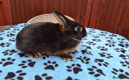 Netherland Dwarf rabbits for sale: 2 male bucks ready for forever homes - Image 16