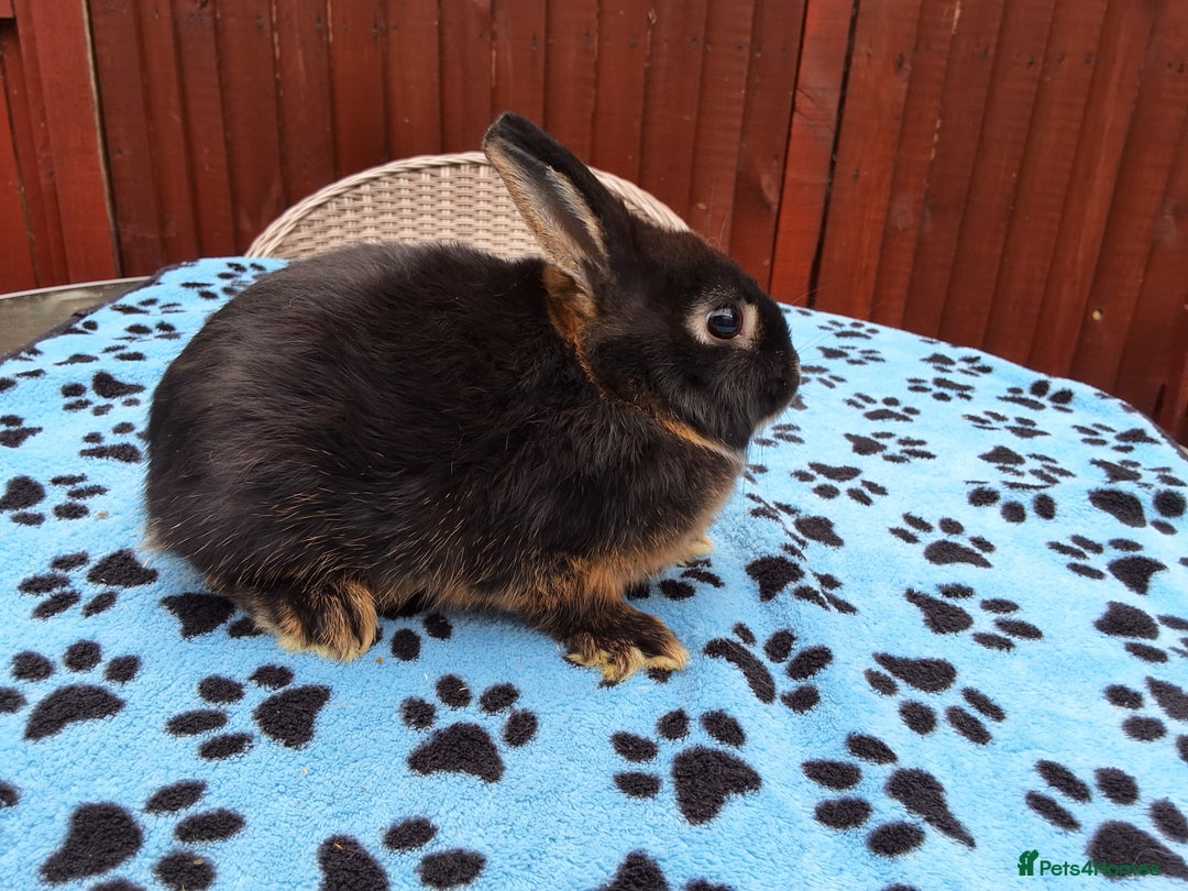 Netherland Dwarf rabbits for sale: 2 male bucks ready for forever homes - Image 16
