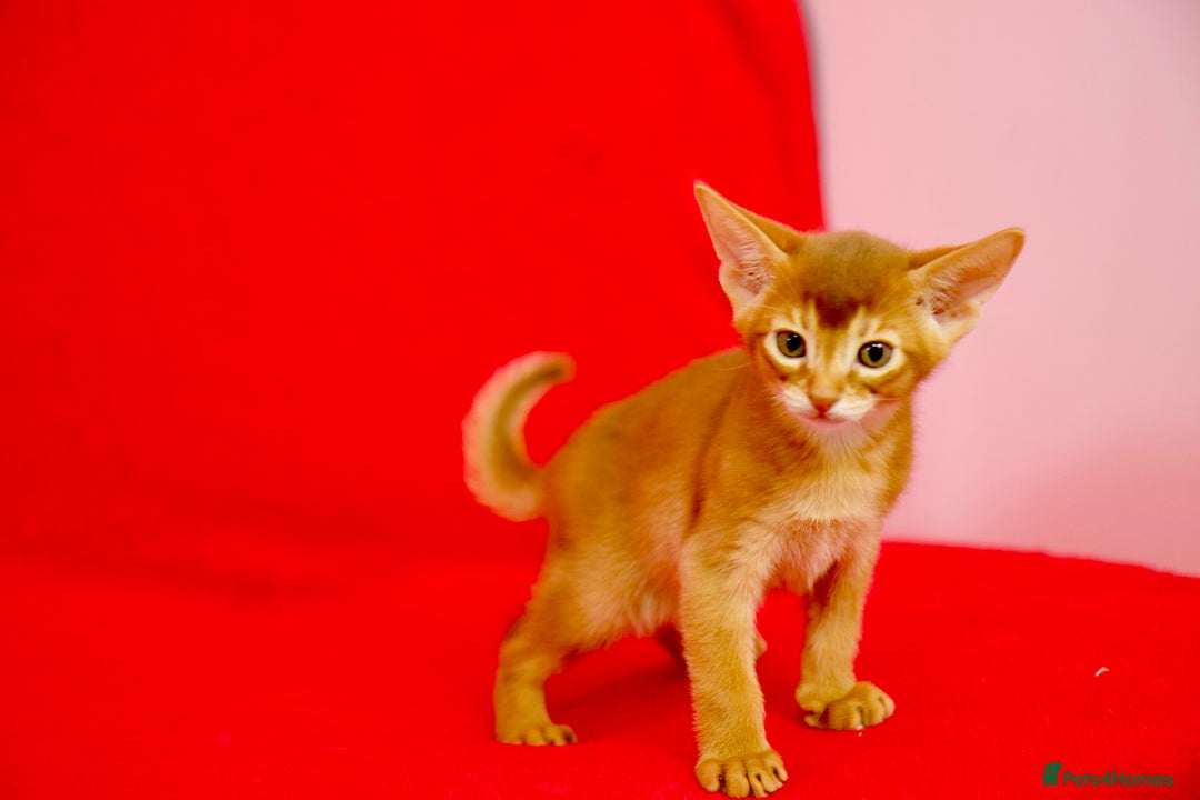 Abyssinian cats for sale: Stunning sorrel and usual Abyssinian kittens  - Image 4