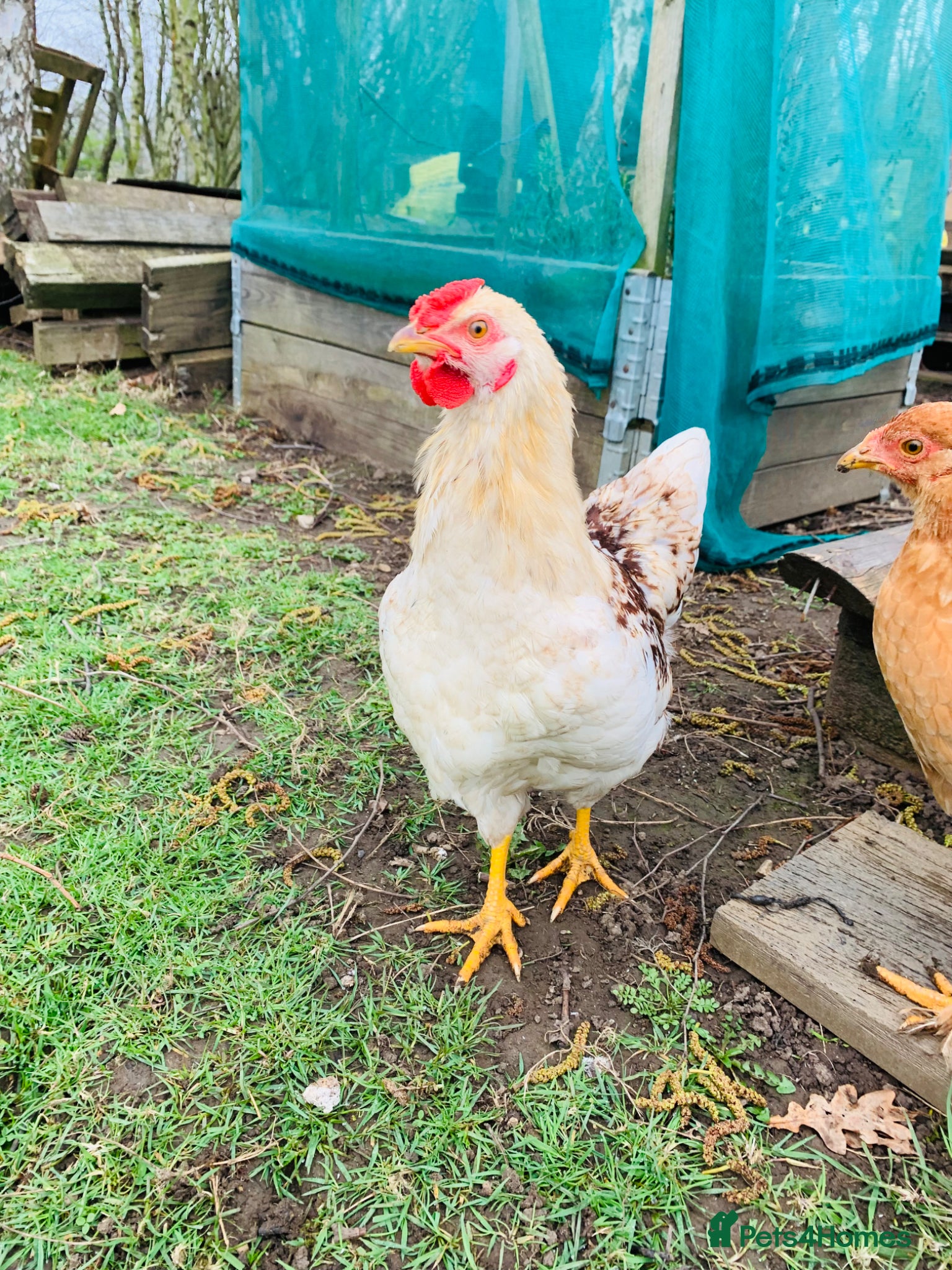 Chickens poultry Cockerel - Advert 9