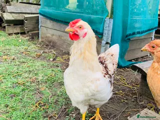 Chickens poultry Cockerel - Advert 9