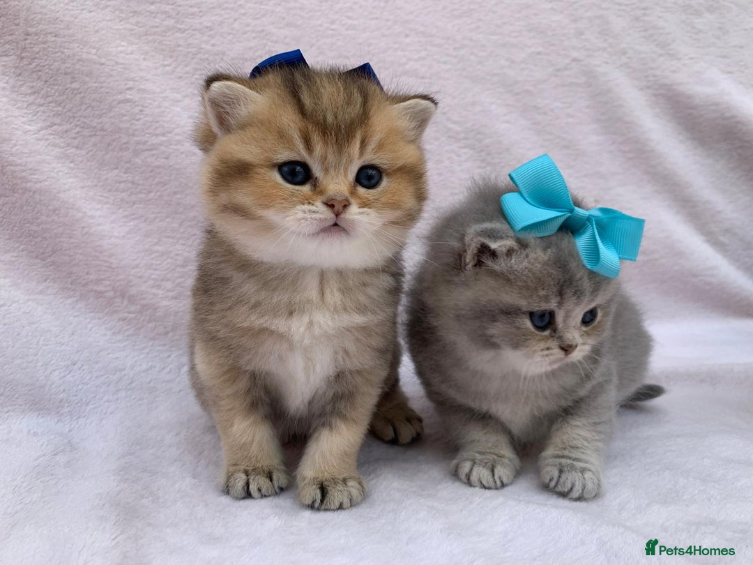British Shorthair cats for sale: 💕 Pedigree GCCF blue golden British shorthair - Advert 19