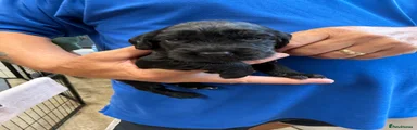 Cocker Spaniel 1