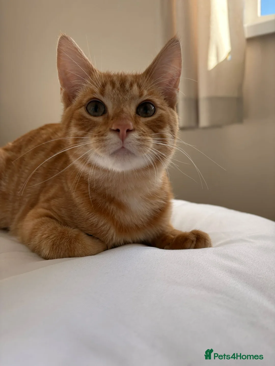 Pixie Bob cats for sale: Sonny the Pixie Bob - Advert 5