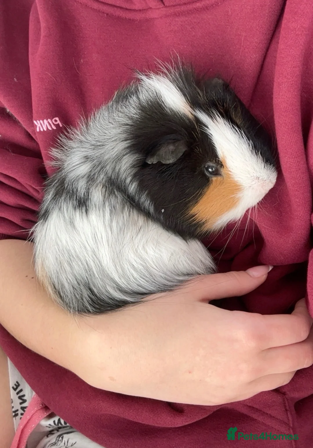 Guinea Pig rodents for sale: Singular male guinea pig looking for a new home - Advert 2