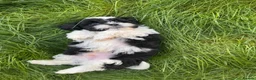 Mixed Breed dogs for sale: Shihpoo - Advert 18