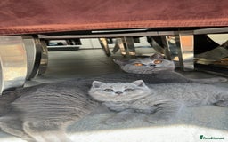 British Shorthair cats for sale: Chunky British Shorthair Kittens  - Image 2