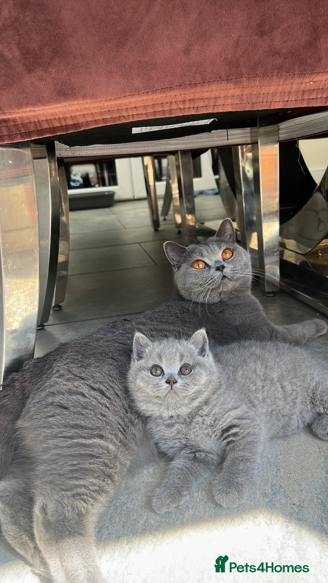 British Shorthair cats for sale: Chunky British Shorthair Kittens  - Image 2