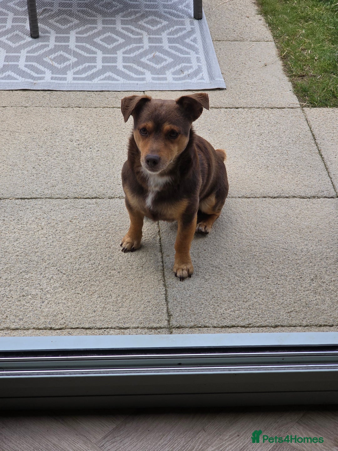 Jack Russell dogs for stud: Chocolate and Tan Jack Russel for Stud - Image 3