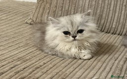 Persian cats for sale: Persian Babies ready to go - Advert 6