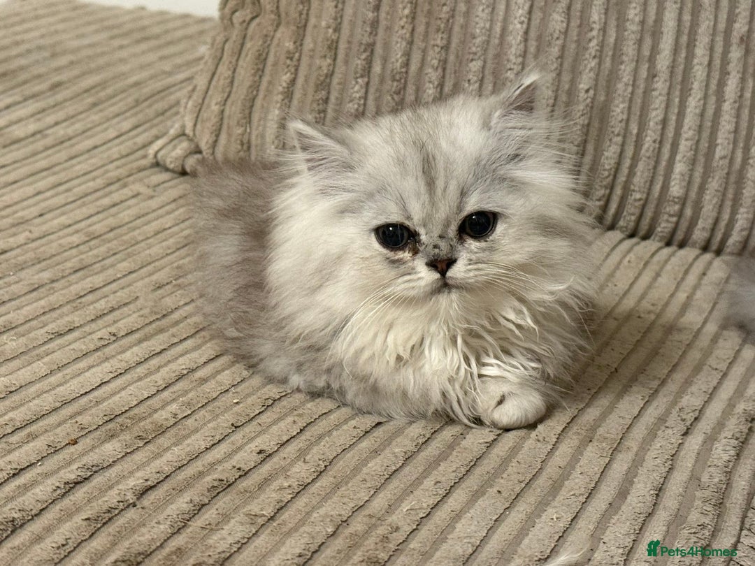 Persian cats for sale: Persian Babies ready to go - Advert 6