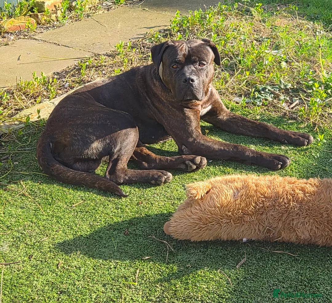 Cane Corso dogs for sale: Working Cane Corso, Looking for forever home  in Chelmsford - Advert 2