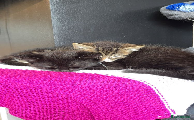 Domestic Shorthair cats - Advert 1