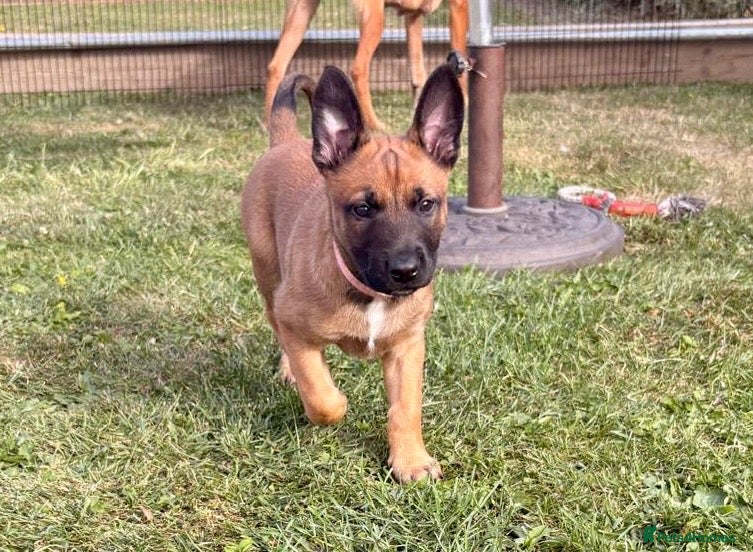 Belgian Shepherd Dog dogs Belgian Malinois Puppies – £1200 – Reigate, Surrey - Advert 2