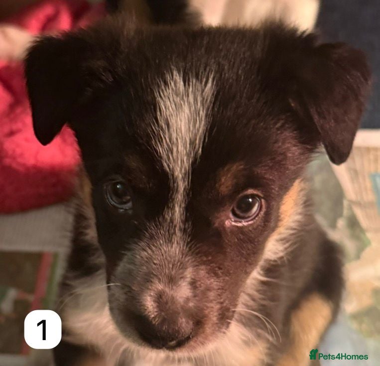 Border Collie dogs Border Collie Puppies Tri Colour - Advert 2