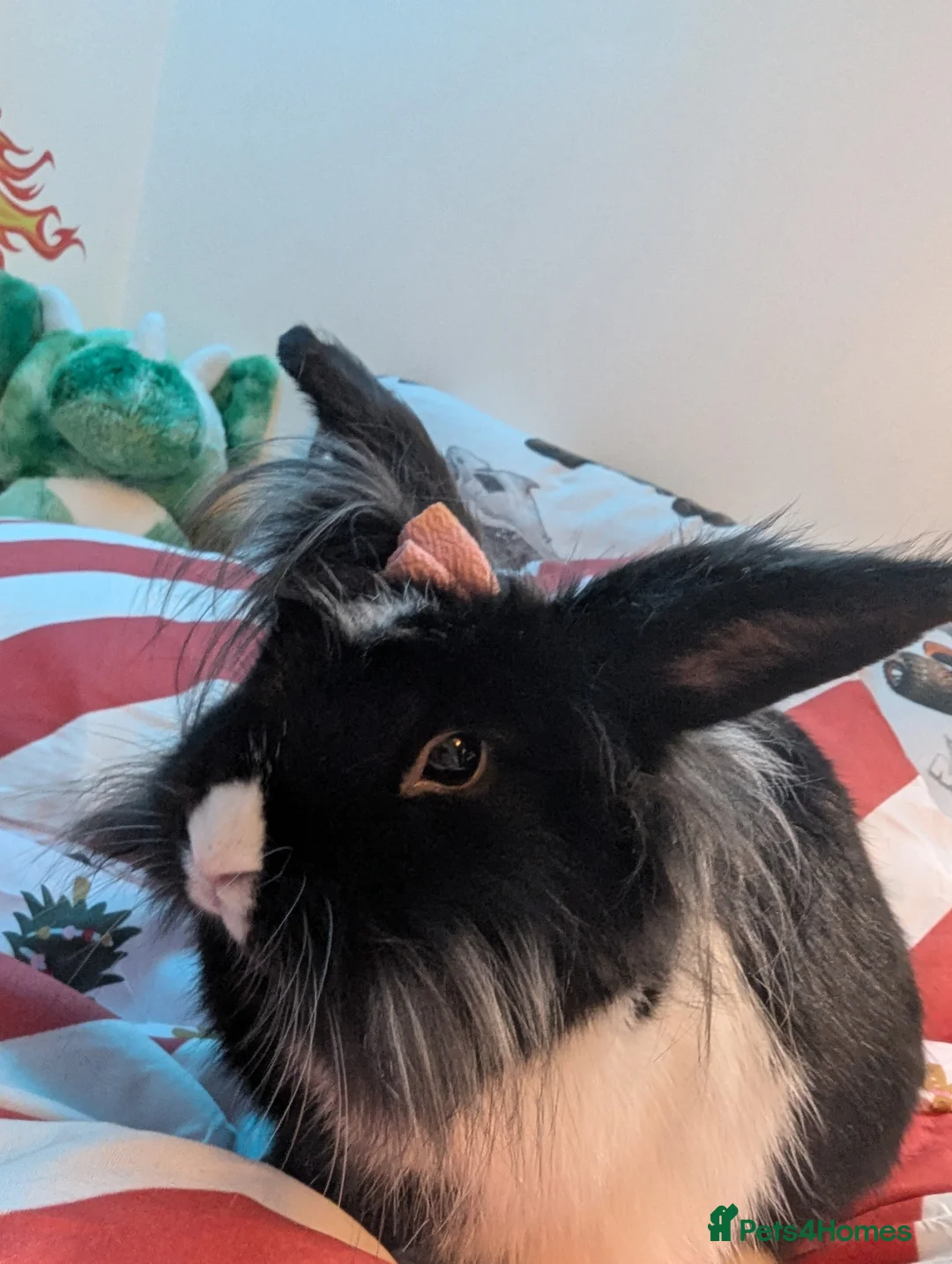 Lionhead rabbits for sale: Rabbit  - Advert 2