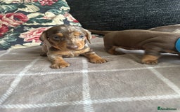 Miniature Dachshund dogs for sale: Ready now Kc registered miniature Pra clear - Image 6