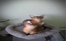 Abyssinian cats for sale: 5✨TICA Beautiful Abyssinian Kittens - Image 17