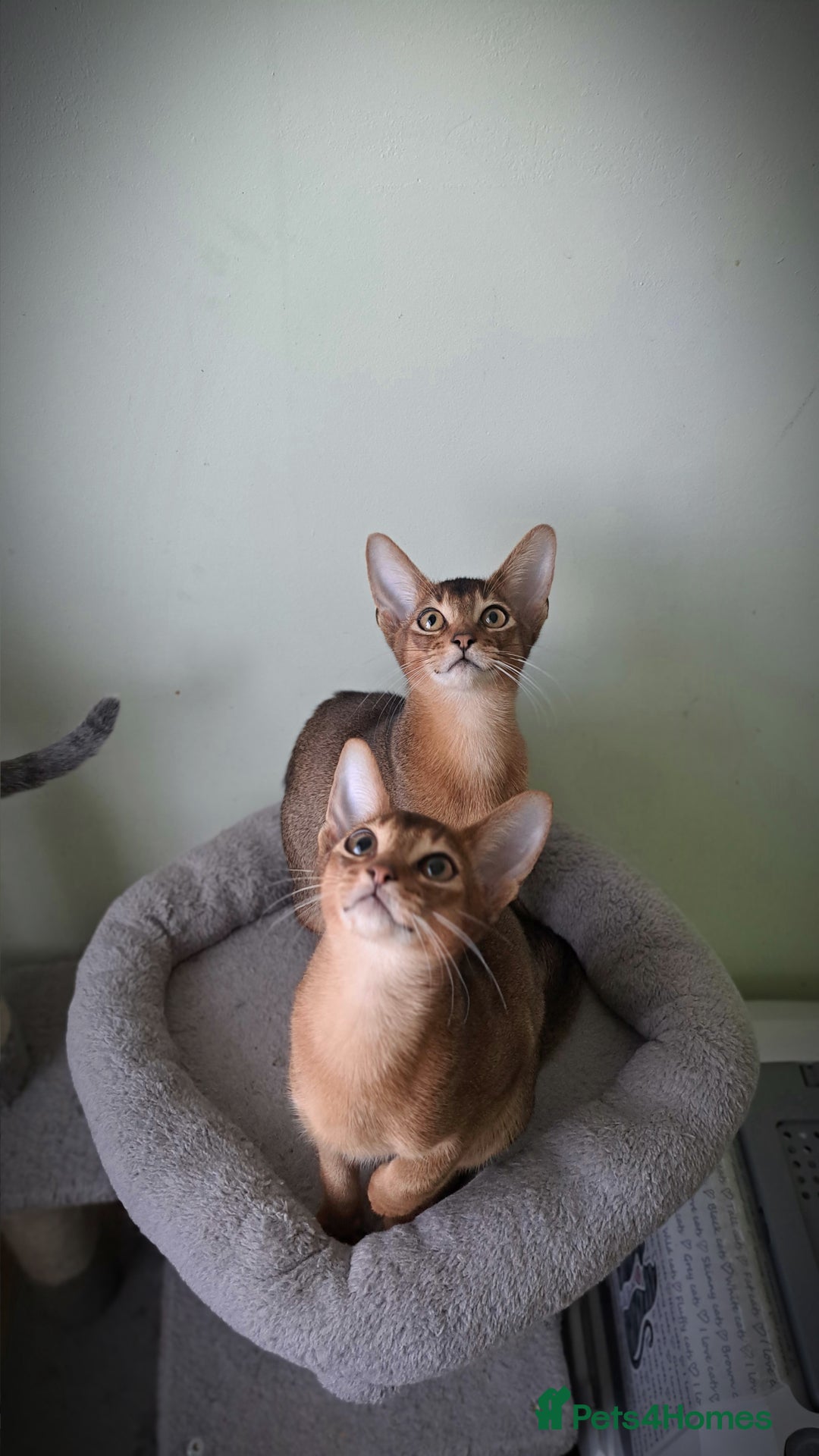 Abyssinian cats for sale: 5✨TICA Beautiful Abyssinian Kittens - Image 17