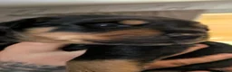 Mixed Breed dogs for sale: Border collie cross rottweiler puppies in Swindon - Advert 4