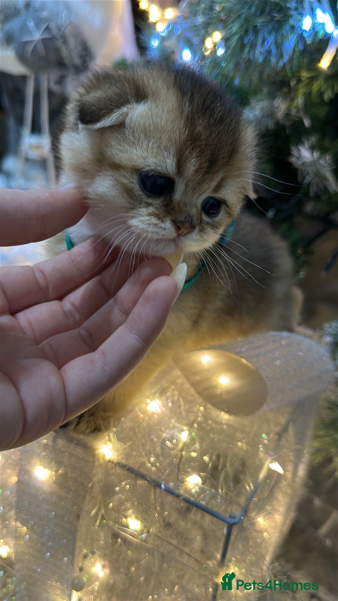 Scottish Fold cats for sale: Adorable Scottish Kittens – Raised with Love - Advert 3