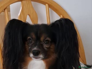 Papillon dogs - Advert 1