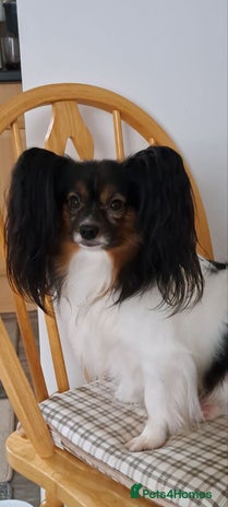 Papillon dogs 🦋 STUD PAPILLON 🦋 - Advert 1