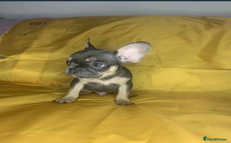 French Bulldog dogs - Advert 8