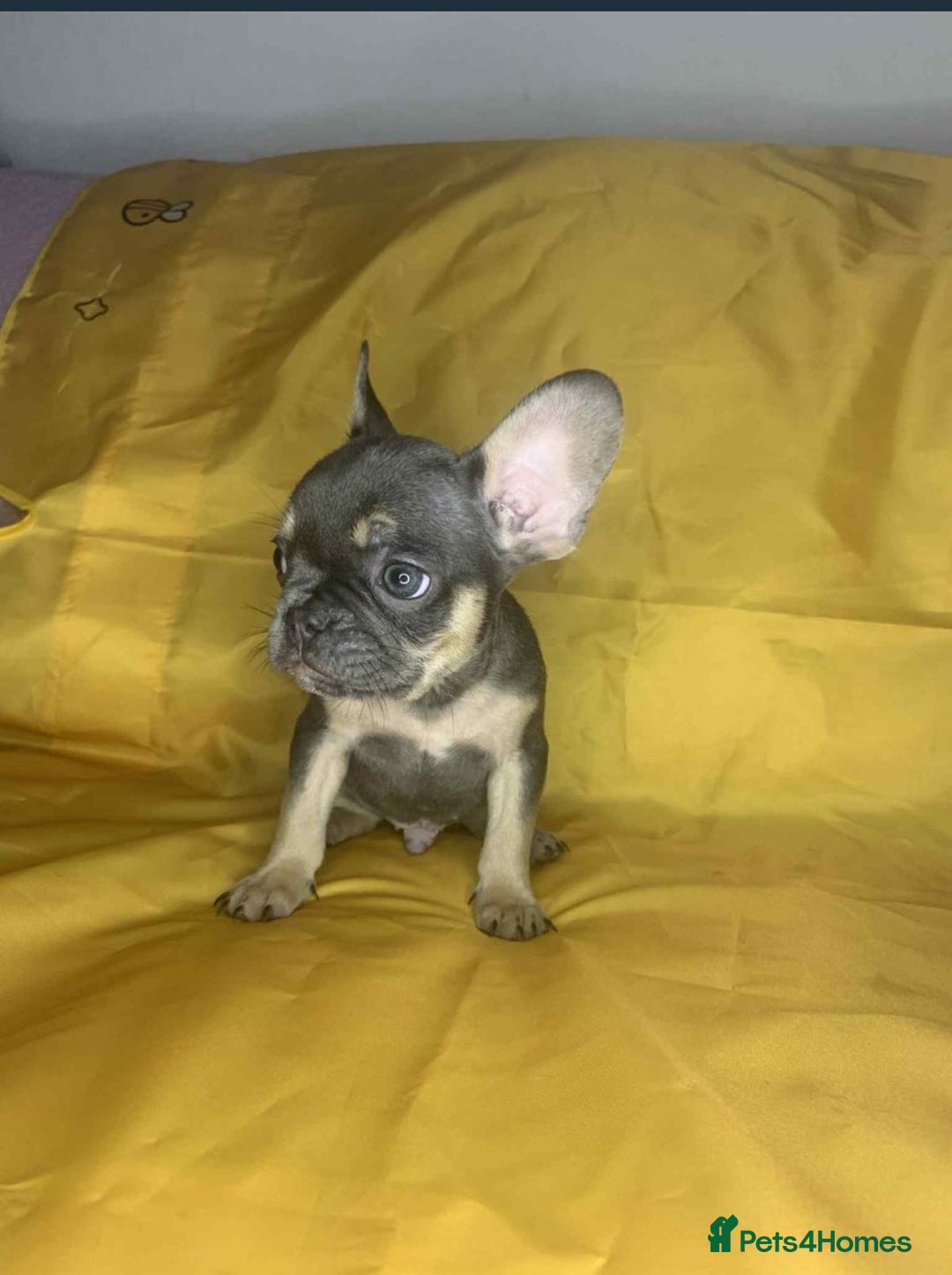 French Bulldog dogs for sale: 🐾 French Bulldog Puppies for Sale - Image 1