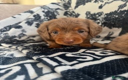 Miniature Dachshund dogs for sale: 3 Beautiful miniature longhair dachshund puppies - Image 32