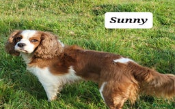 Cavalier King Charles Spaniel dogs for sale: Cavalier king Charles Spaniel - Image 2