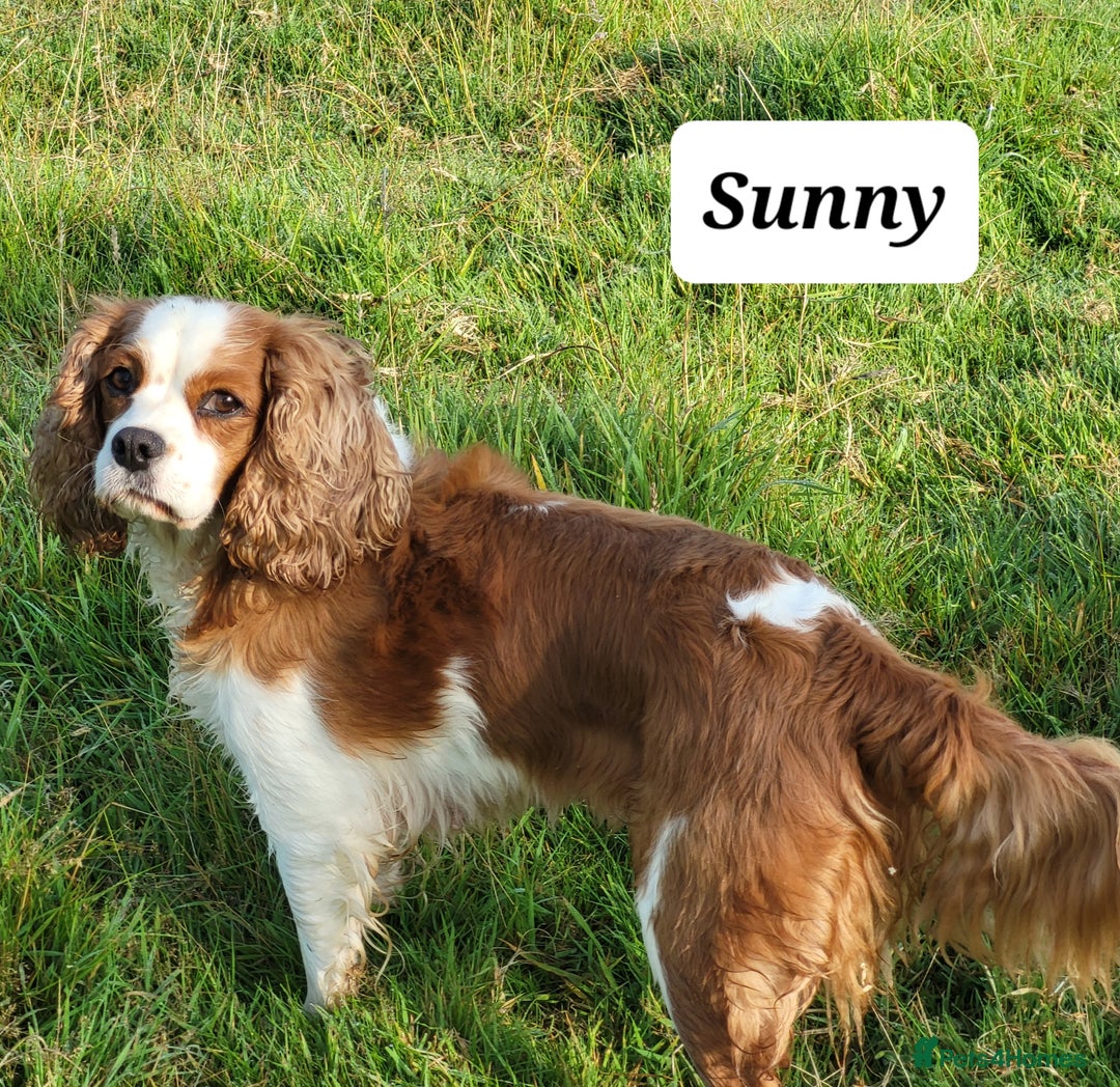 Cavalier King Charles Spaniel dogs for sale: Cavalier king Charles Spaniel - Image 2