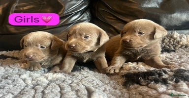 Labrador Retriever dogs - Advert 14