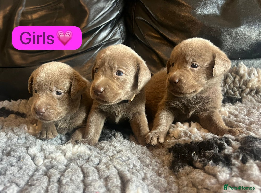 Labrador Retriever dogs for sale: Kc registered silver labs, health tested parents - Image 3