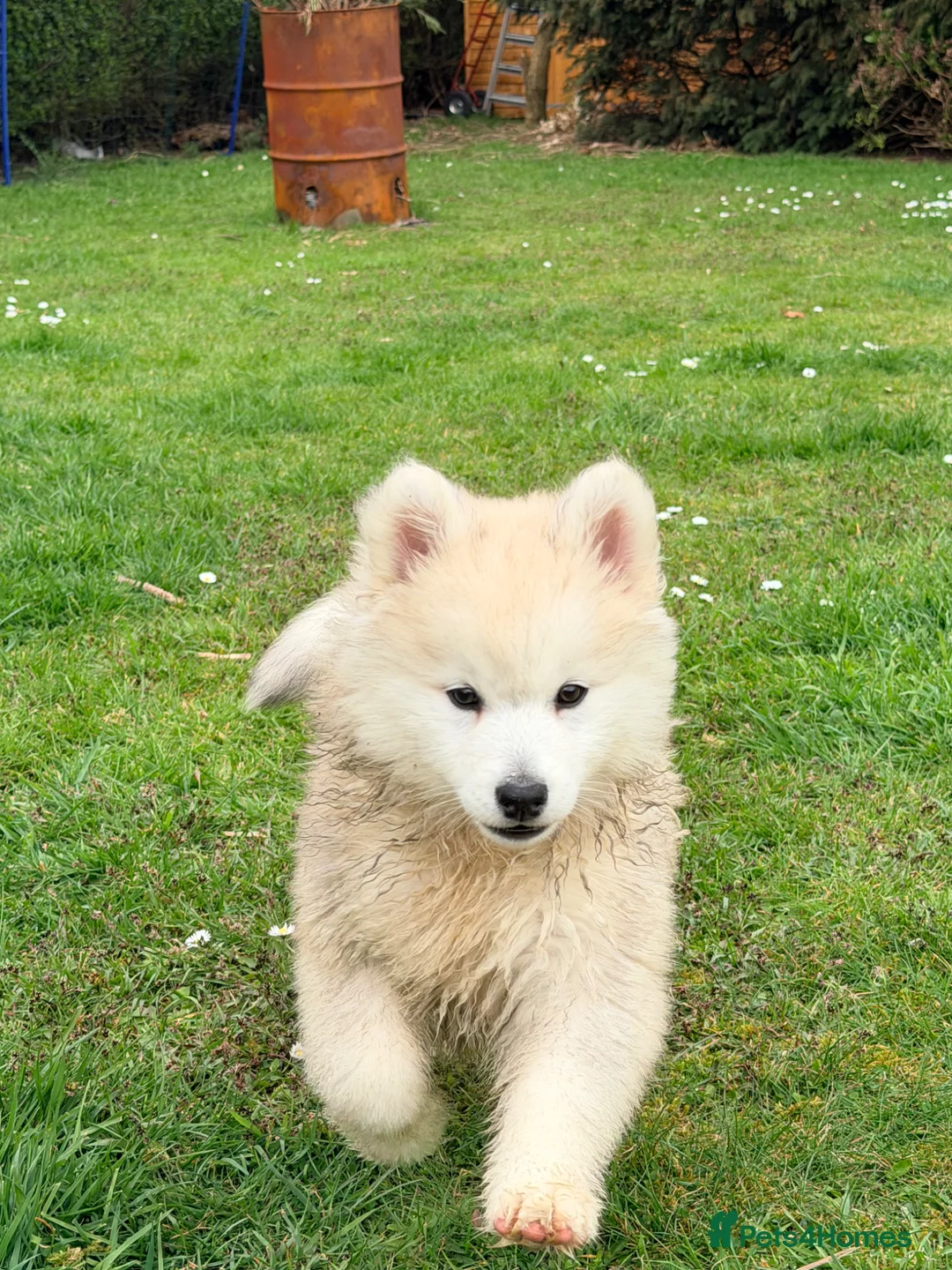 Pomsky dogs for sale: F3 Pomsky puppies  - Advert 1