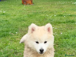 Pomsky dogs F3 Pomsky puppies - Advert 7