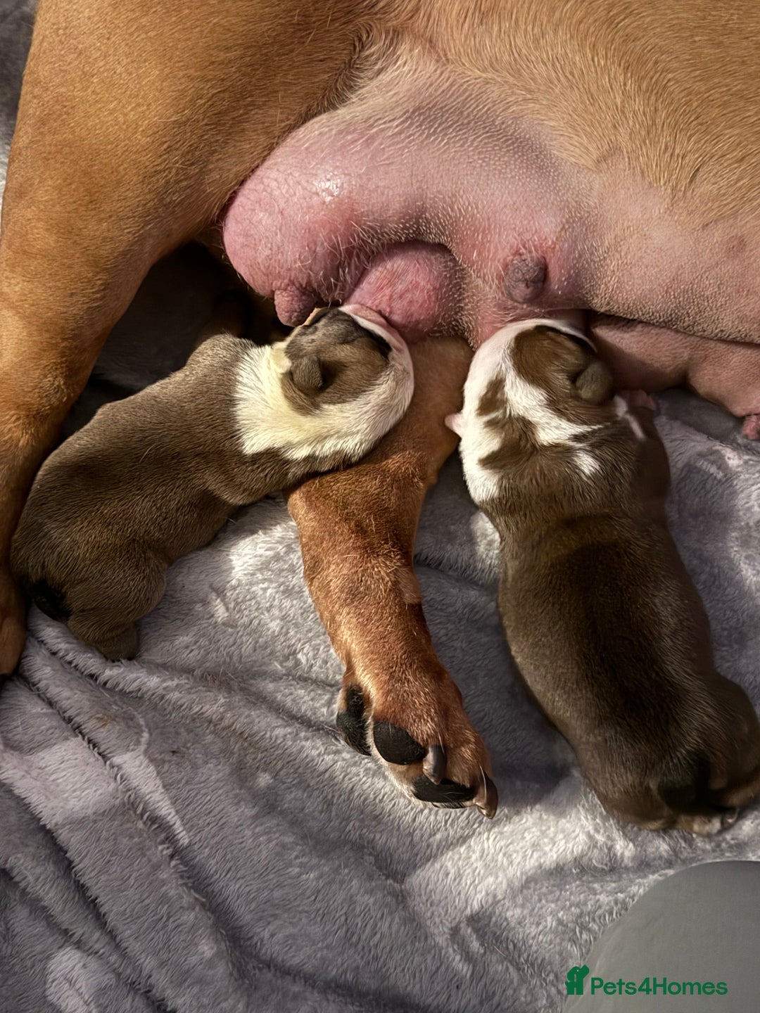 English Bulldog dogs for sale: 2 Beautiful Red & White English Bulldogs - Image 2