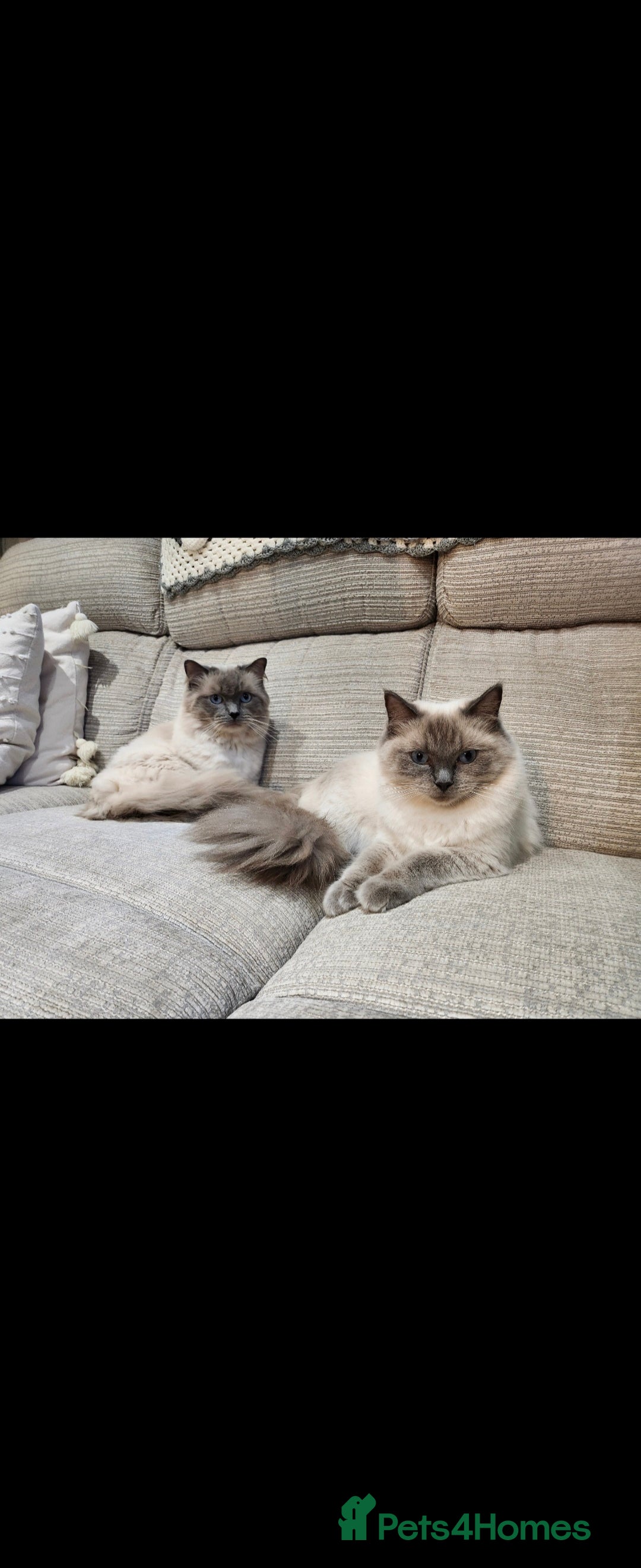 Ragdoll cats for sale: 💫 Blue Point Ragdoll Kittens 💫 - Image 16