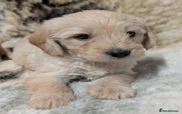 Mini Goldendoodle dogs for sale: Beautiful Mini Goldador Doodle puppies, DNA clear - Image 2