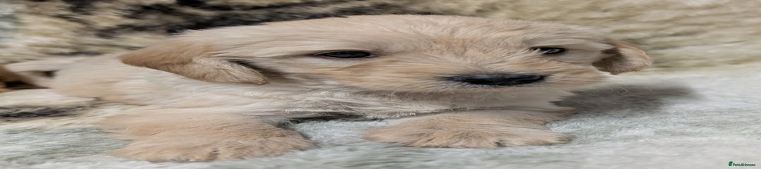 Mini Goldendoodle Puppy 6