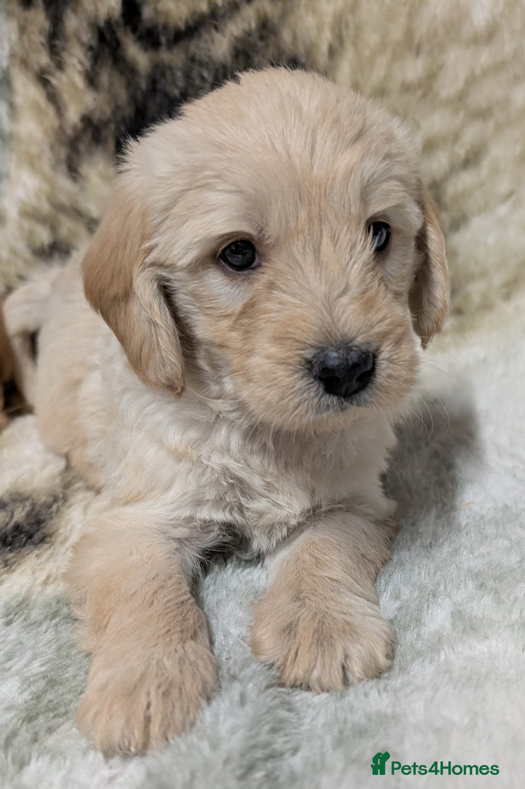 Mini Goldendoodle dogs for sale: Beautiful Mini Goldador Doodle puppies, DNA clear - Image 2