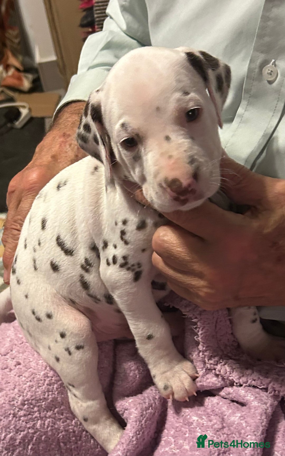 Dalmatian dogs for sale: Dalmatian Puppies - Advert 13