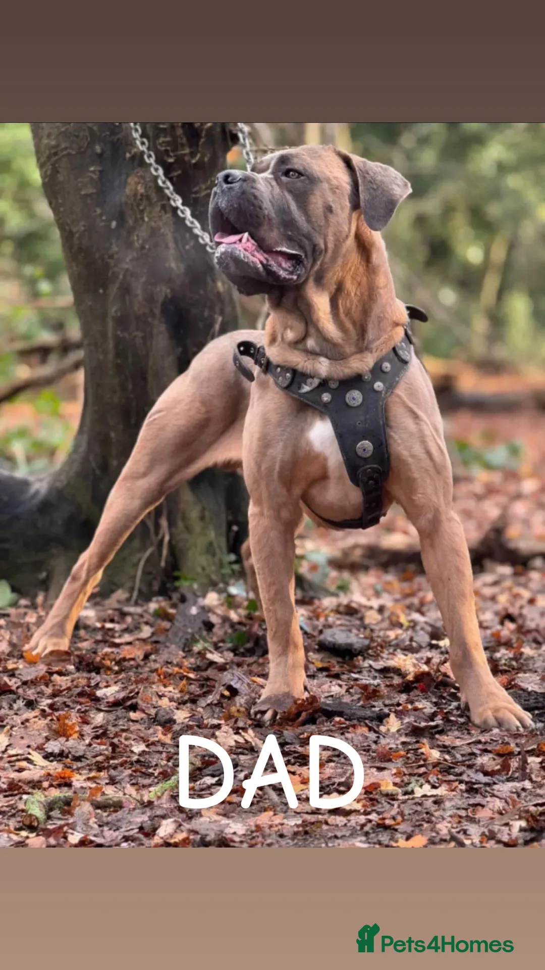 Cane Corso dogs for sale: An absolute stunning guard dog pup in Luton - Advert 2