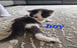 Maine Coon cats for sale: Beautiful Maine Coon X kittens  - Image 7
