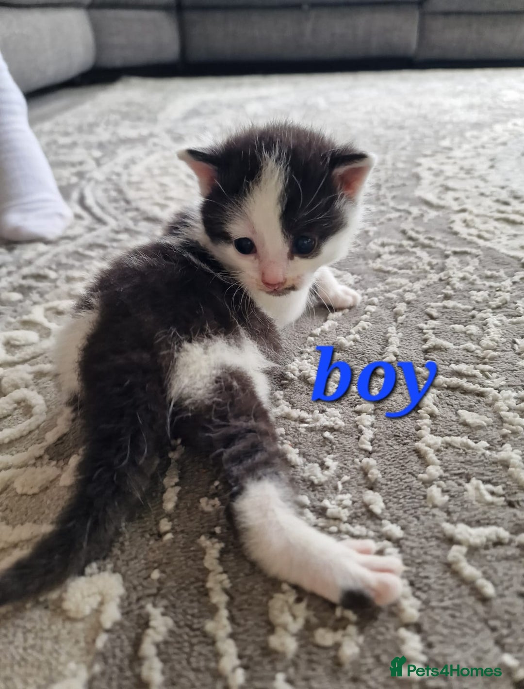Maine Coon cats for sale: Beautiful Maine Coon X kittens  - Image 7