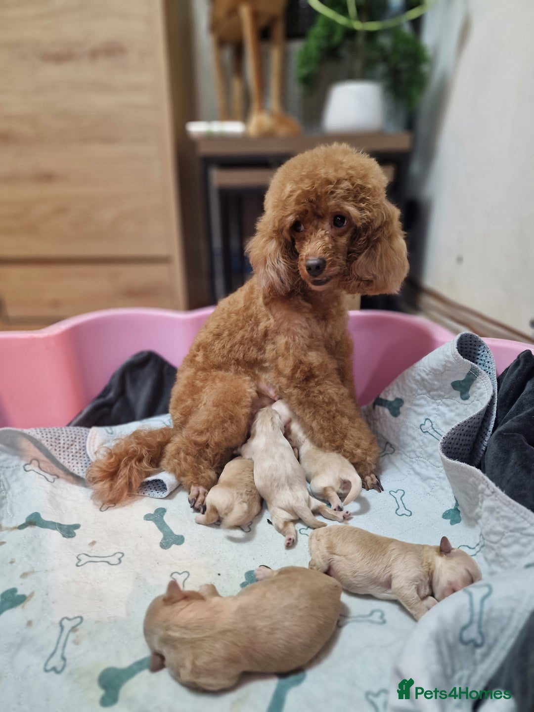 Maltipoo dogs for sale: Maltipoo  - Advert 4