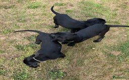 Labrador Retriever dogs for sale: 🐾Double Vaccinated🐾Black FTCH Forward Pups - Image 7