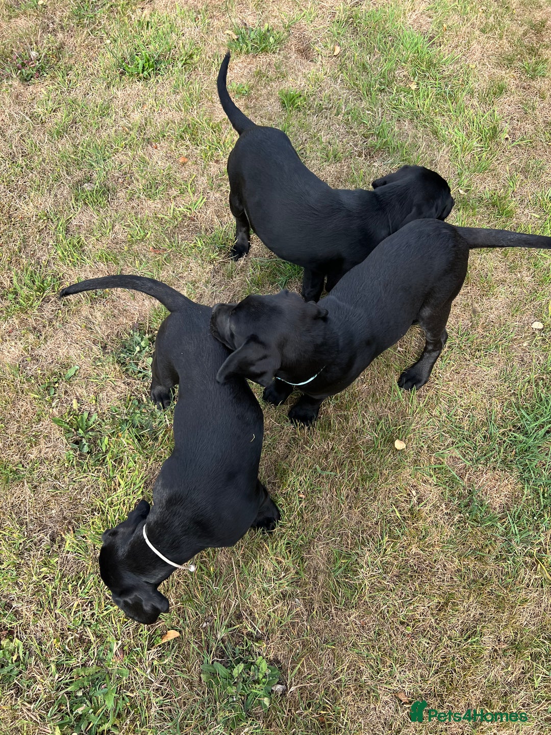 Labrador Retriever dogs for sale: 🐾Double Vaccinated🐾Black FTCH Forward Pups - Image 7