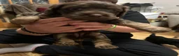 Mixed Breed dogs for sale: Mixed Cavapoo and cockapoo puppies ❤️ in Torquay - Advert 11