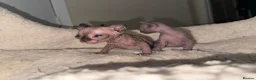 Siberian cats for sale: Siberian and sphynx - Advert 2